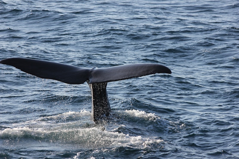 The tail of a sperm whale