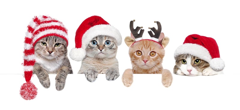 The Yule Cat Legend and Icelandic Christmas Traditions | Bustravel ...