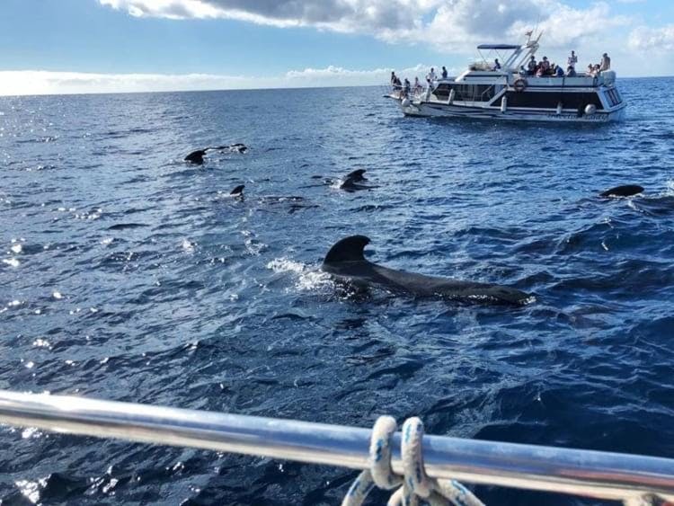  Ballenas y delfines vistos desde un barco