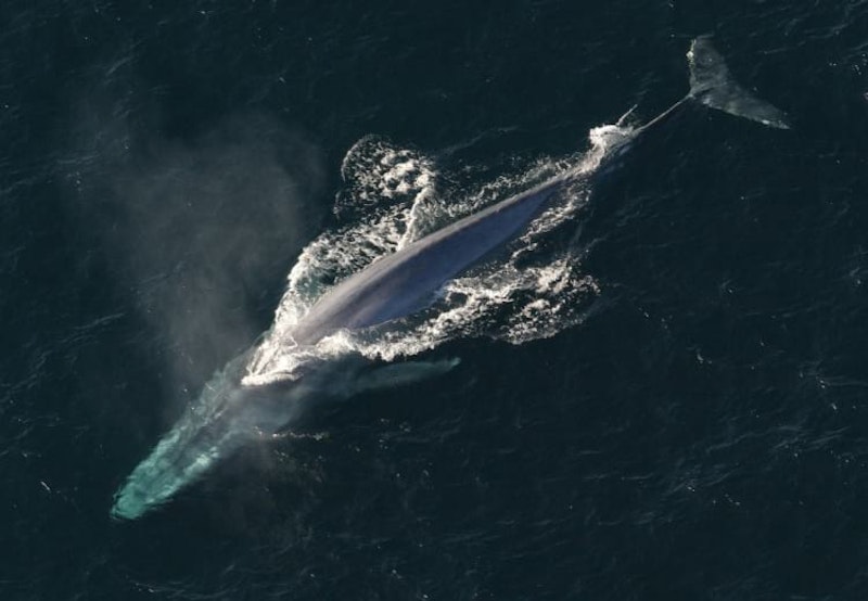 A bird's eye view of a blue whale in the ocean