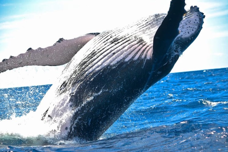 Whale Watching Tenerife Must Read Traveller Info Updated For 2021 Tenerife Fun