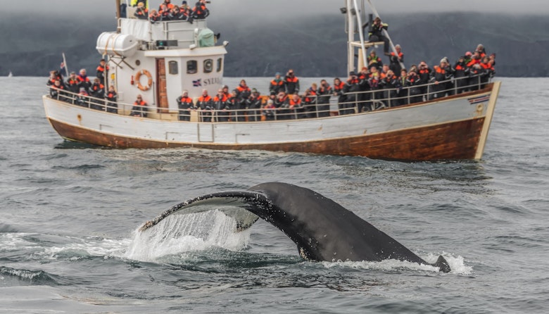 Whale Watching in Reykjavik